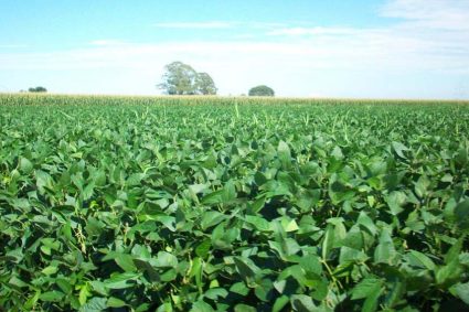 रायपुर : यूरिया का प्रभावी विकल्प बन रही हरी खाद, जशपुर में 600 हेक्टेयर में प्रदर्शन