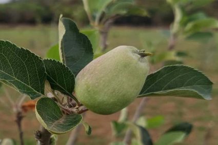 मध्य प्रदेश के सबसे ऊंचे स्थान पर सेब के बागान, पचमढ़ी में गर्म जलवायु में तोड़ा ठंडे इलाके का मिथक