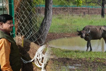 और खूबसूरत हुई एमपी की वाइल्ड लाइफ, सीएम डॉ. मोहन ने रिलीज किए 4 जंगली भैसें, ईको-सिस्टम पर होगा इतना असर