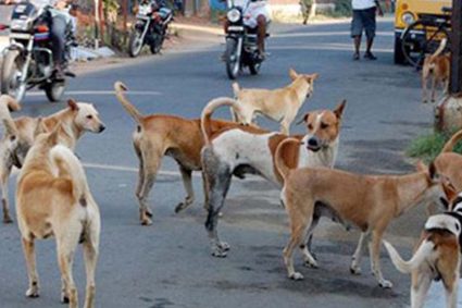 प्रदेश में खूंखार हो रहे स्ट्रीट डॉग्स, जानिए क्यों? एक्सपर्ट बोले: गर्मी में आक्रामक हो जाते हैं; सतना में 3 घंटे में 40 लोगों को काटा