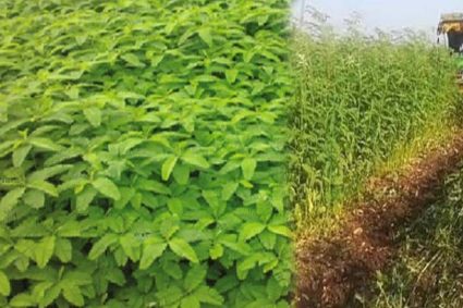 हरी खाद- खेती में बढ़ेगा उत्पादन, मिट्टी की सेहत होगी बेहतर