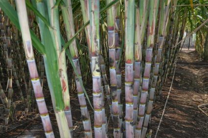 ड्रिप इरीगेशन से गन्ना उत्पादन में 25 प्रतिशत तक बढ़ोतरी, किसानों की बढ़ी आय