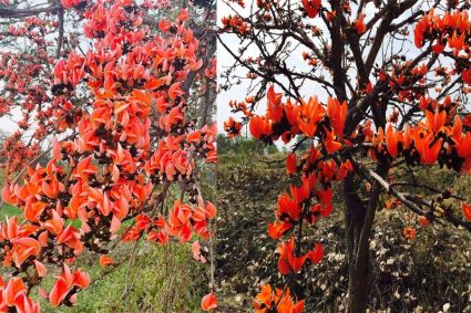 सफलता की कहानी: पलाश फूल से बढ़ती आजीविका और समृद्धि