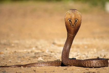 गर्मी में घर में सांप आने का कारण और वास्तु शास्त्र के अनुसार इसके संकेत