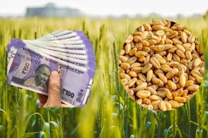 बिहार सरकार का किसानों को बड़ा तोहफा, रबी फसलों का MSP बढ़ा; सूरजमुखी में सबसे ज्यादा उछाल