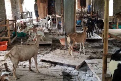 Bihar में हैरान करने वाला घोटाला: बकरी को बकरा बनाकर बेच रहे कसाई, फेविक्विक से किया लिंग बदलने का खेल