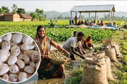 अररिया में मखाना उत्पादन को बढ़ावा, किसानों को 75% तक सब्सिडी देगी सरकार