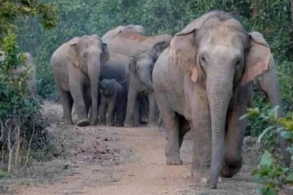दलमा सेंचुरी में 3 साल बाद लौटा हाथियों का कुनबा: पुराने कॉरिडोर से पहुंचे 38 हाथी
