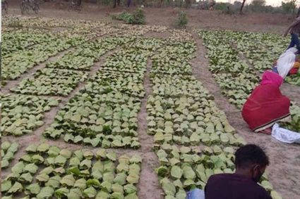 बारिश-ओलों की मार से तेंदूपत्ता खराब, मौसम की मार से संग्रहण भी प्रभावित