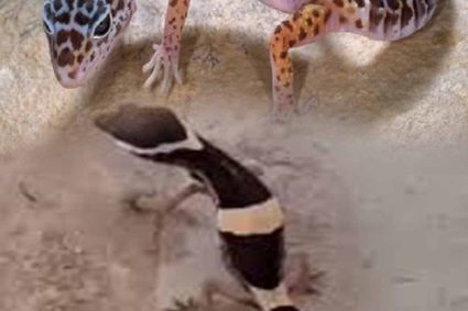 अबूझमाड़ के जंगलों में दिखा दुर्लभ लेपर्ड गेको, जवानों की नाइट पेट्रोलिंग में कैद हुआ अनोखा वीडियो