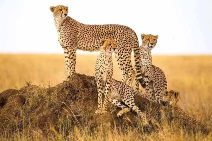 कूनो में चीतों की बढ़ती संख्या के बाद गांधीसागर बना दूसरा घर, अब नौरादेही के जंगल में तैयार 8 बाड़े, जल्द शिफ्ट होंगे चीते