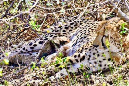 कूनो नेशनल पार्क-चीतों का नया घर ही नहीं, अब सफल ग्लोबल ब्रीडिंग सेंटर