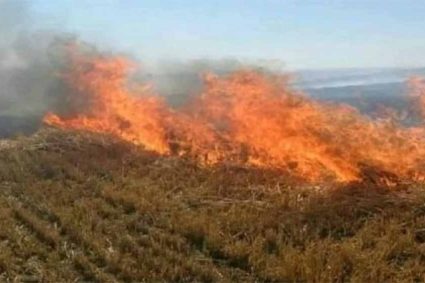 नरवाई जलाना खेत और सेहत दोनों के लिए हानिकारक : कृषि मंत्री कंषाना