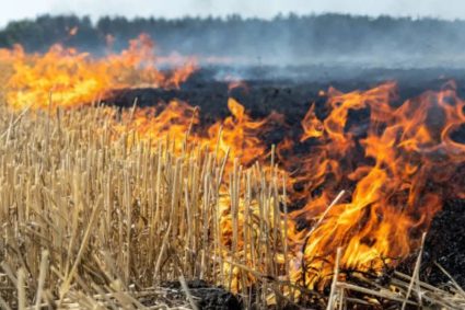 नरवाई जलाना खेत और सेहत दोनों के लिए हानिकारक : कृषि मंत्री कंषाना