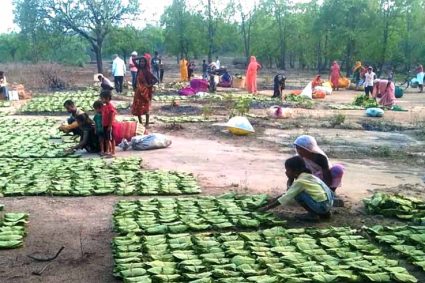 महिला तेंदूपत्ता संग्राहकों के सशक्तिकरण के लिये प्रदेश में संवेदनशील और दूरदर्शी नीतियां : मुख्यमंत्री डॉ. यादव