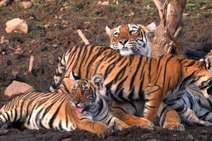 54 बाघों की मौत से हिला सिस्टम, रिजर्व के बाहर भी मिलेगा स्पेशल प्रोटेक्शन, जानिए नई TOTR स्कीम