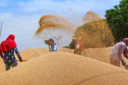 4 लाख 88 हजार किसानों से 19 लाख 90 हजार मीट्रिक टन गेहूं का हुआ उपार्जन